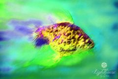 MAAN16 Watercolour Goldfish